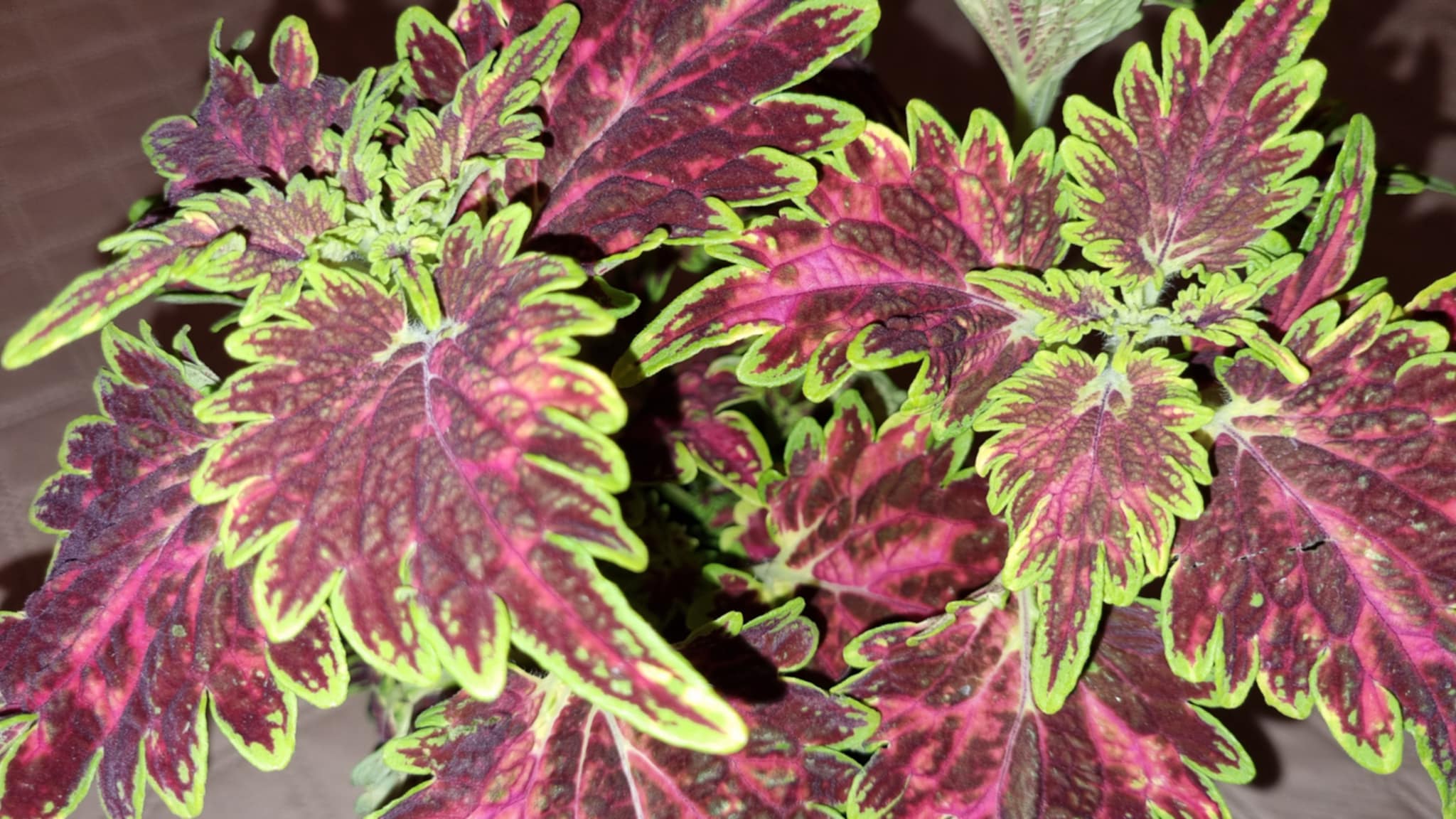 Coleus Bourbon street Image 1